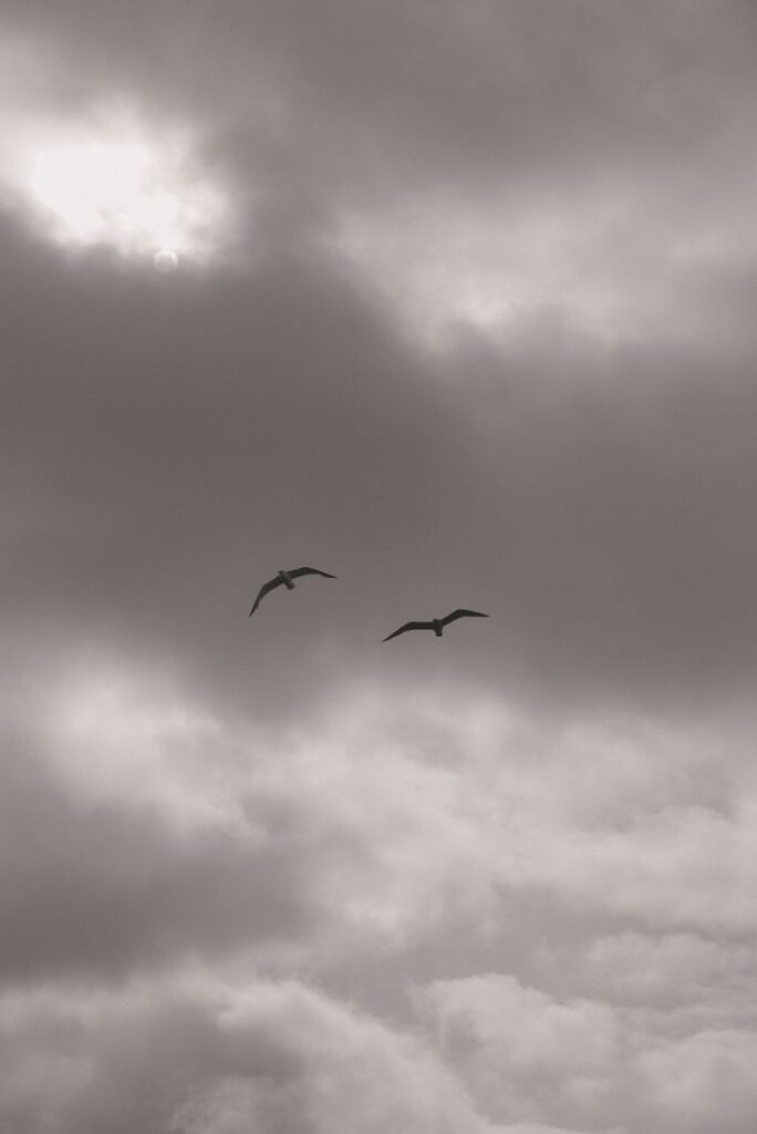 copywriting mistakes image - birds flying in the sky (abstract image)