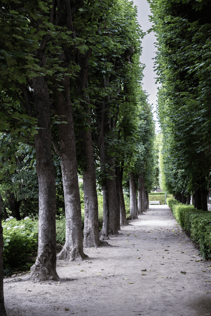 A tree lined avenue in Paris, image for the post how to write great headlines