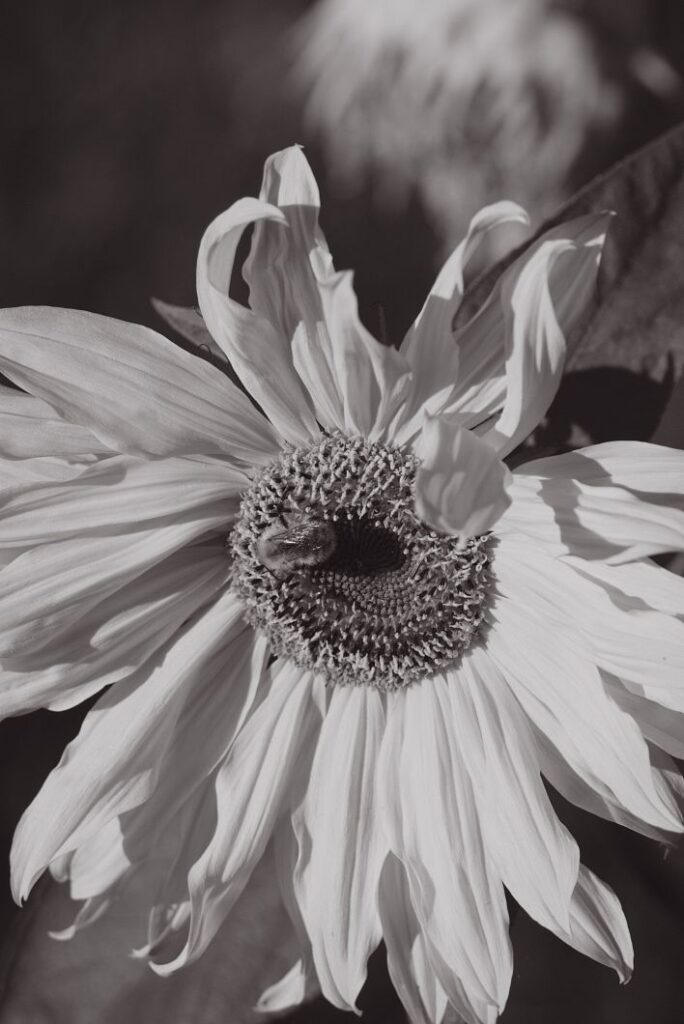 copywriting - a sepia image of a flower close up